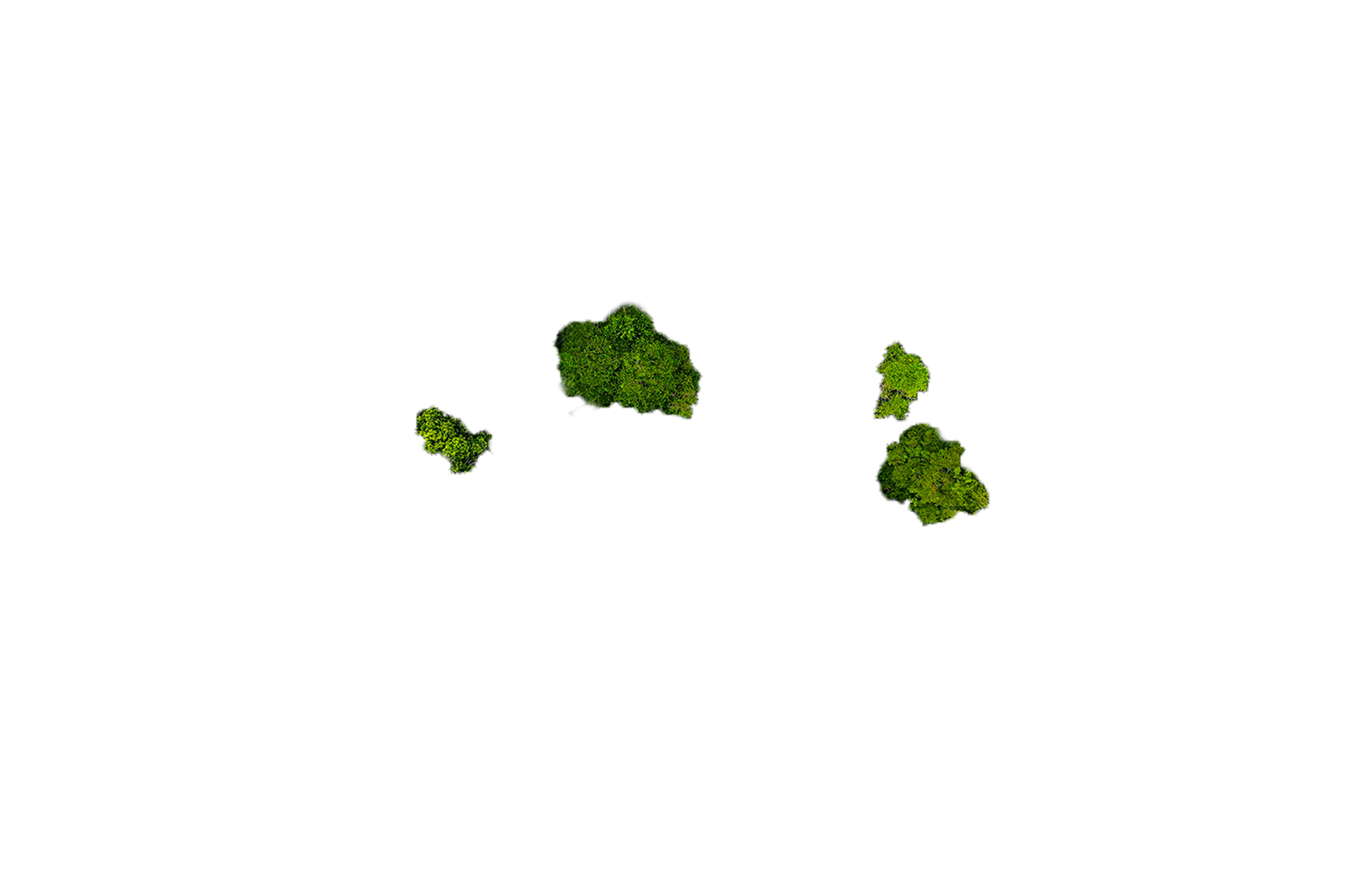 Green Website – Ebene Baumfragmente