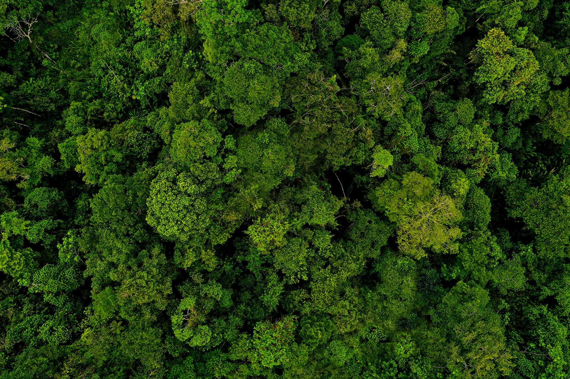 Green Website – Hintergrundebene Baumkronen